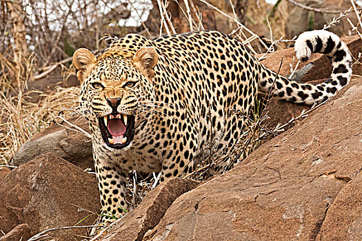 豹,后面,石头,叫声,游戏,住宿,国家,公园,林波波省,南非