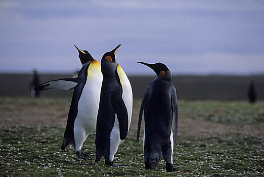福克兰群岛,自愿角,帝企鹅,生物群,展示