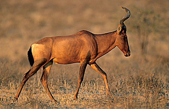 红色,卡拉哈迪大羚羊国家公园,卡拉哈里沙漠,南非