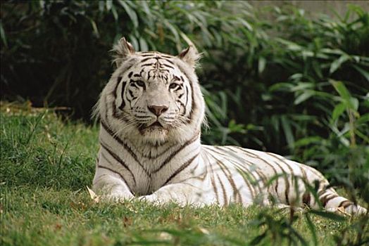 白色,孟加拉虎,虎,肖像,动物园