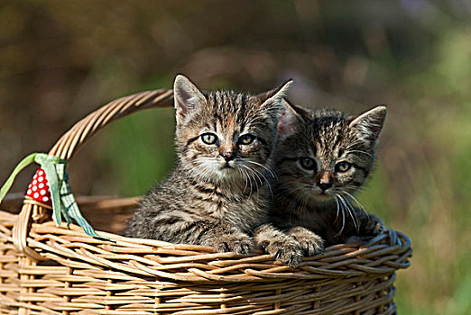 两个,生活,猫,小猫,藤条,篮子