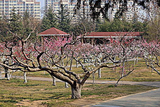 桃花,桃树