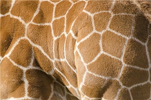 背景,图案,长颈鹿,皮肤