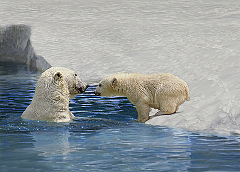 北极熊,幼兽,玩,冰