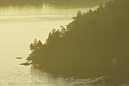 树,湖岸,手臂,半岛,温哥华岛,不列颠哥伦比亚省,加拿大