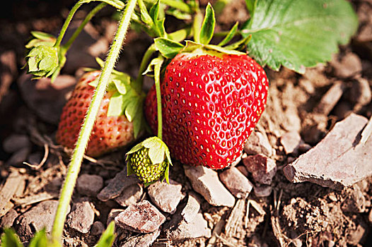 草莓,农作物,宾夕法尼亚,美国