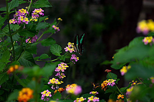 蝴蝶与花,五色梅