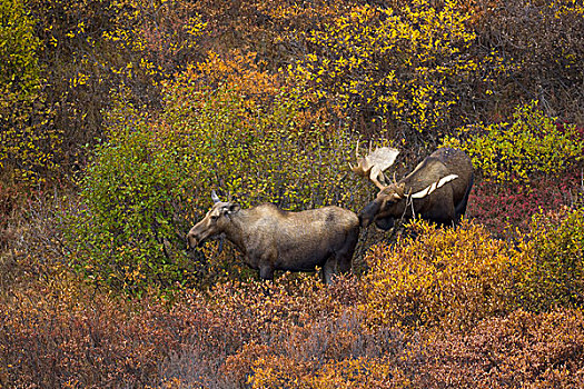 阿拉斯加,驼鹿,雄性,嗅,女性,苔原,饲养,季节,德纳里峰国家公园