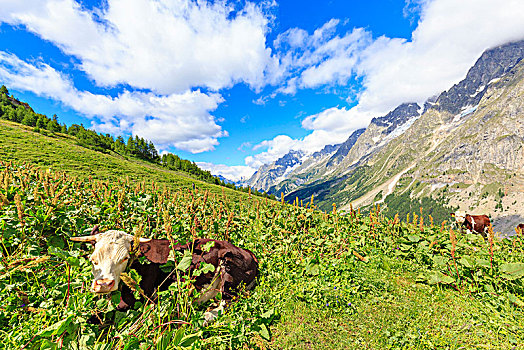 母牛,放牧,白鼬,山谷,小屋,奥斯塔谷,意大利,欧洲