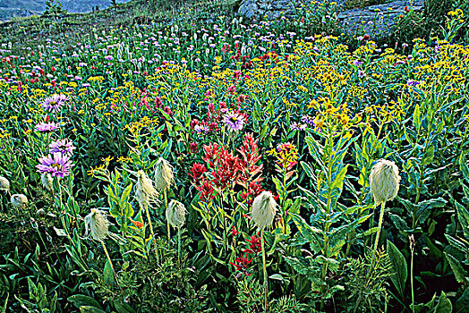 野花,战利品,草地,威尔斯格雷省立公园,不列颠哥伦比亚省,加拿大