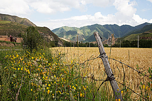 四川玛沁麦田