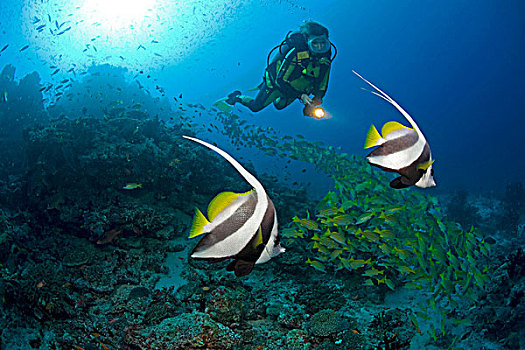 水中呼吸器,潜水,两个,立旗鱼,鱼群,蓝色条纹,鲷鱼,背影,马尔代夫,印度洋,亚洲