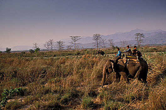 亚洲,尼泊尔,奇旺,国家公园,旅游,大象,背影
