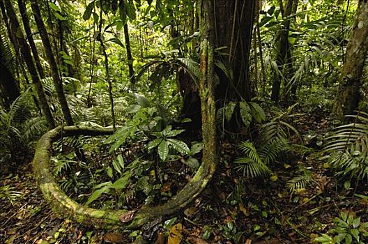 雨林,林下叶层,国家公园,亚马逊雨林,厄瓜多尔