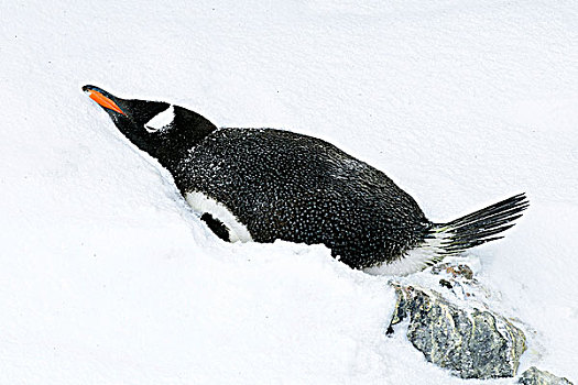 巴布亚企鹅,孵卵,南极半岛,南极