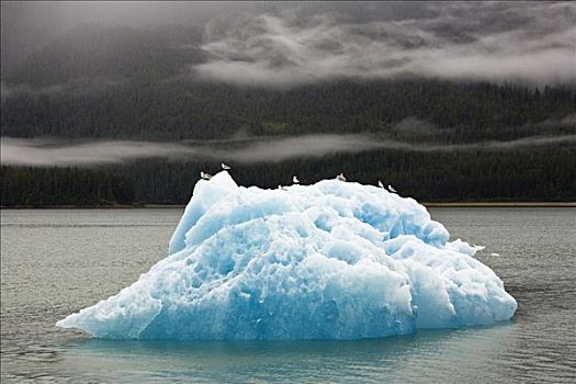 冰山,海鸥,恩迪科特湾,东南阿拉斯加,美国
