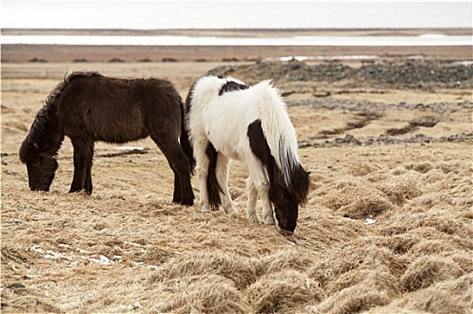 两个,冰岛马,草地