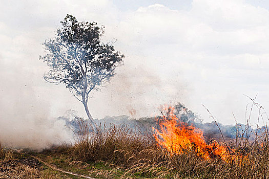 灌丛火灾,山谷,坦桑尼亚,非洲