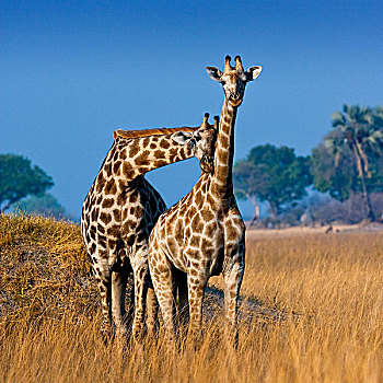 奥卡万戈三角洲,博茨瓦纳,一对,年轻,长颈鹿,亲昵