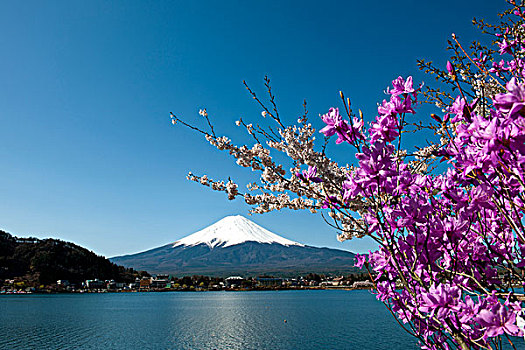樱花,湖,山,富士山