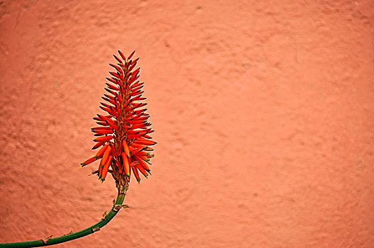 热带花卉,红色背景