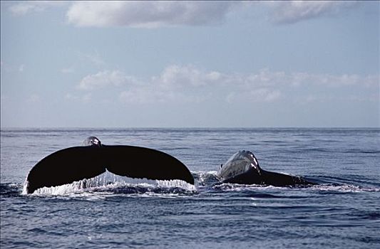 驼背鲸,大翅鲸属,鲸鱼,尾部,背鳍