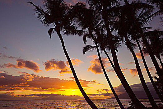 日落,剪影,棕榈树,毛伊岛,夏威夷,美国