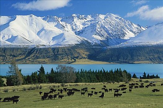 家牛,放牧,靠近,普卡基湖,车站,新西兰