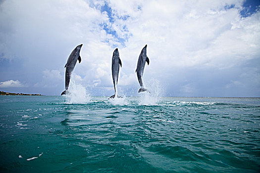 海湾群岛,洪都拉斯,三个,宽吻海豚,跳跃,室外,水,钥匙,胜地