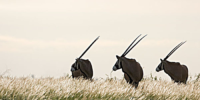 南非大羚羊,羚羊,三个,觅食,高,卡拉哈里沙漠,草,欺骗,山谷,博茨瓦纳