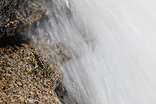 蟾蜍,靠近,瀑布,内华达山脉,哥伦比亚