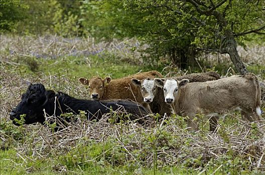 母牛,三个,幼兽,靠近,达特姆尔高原,国家公园,德文郡,英格兰