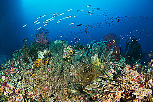 鱼,上方,珊瑚,所罗门群岛