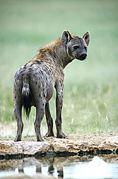 斑鬣狗,卡拉哈迪大羚羊国家公园,北开普,南非,非洲
