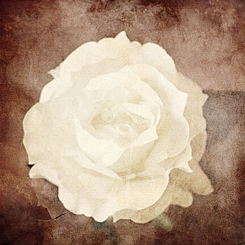 艺术,花,旧式,深褐色,背景,一个,白色蔷薇