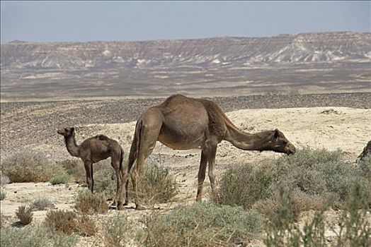 单峰骆驼,骆驼,放牧,沙漠植物,埃及