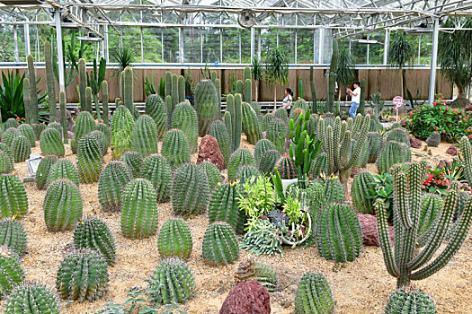 贵州首个沙漠生长植物园开门迎客