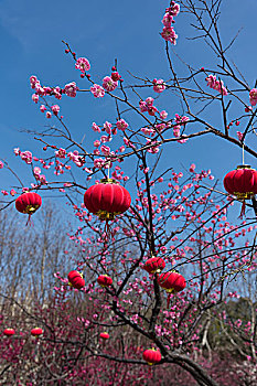 上海世纪公园梅花