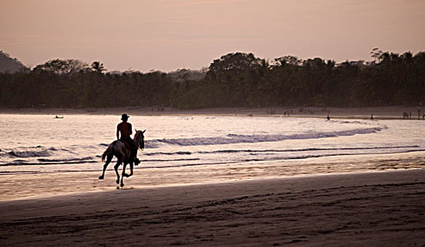 马,骑乘,翅果,海滩,哥斯达黎加,中美洲