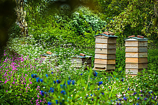养蜂,蜂窝,庄园,花园,靠近,碎屑,格洛斯特郡,科茨沃尔德,英格兰,英国