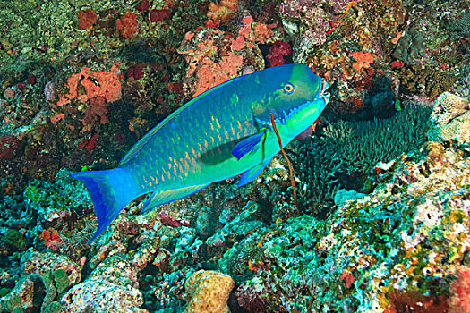 鹦嘴鱼,靠近,斐济,南太平洋