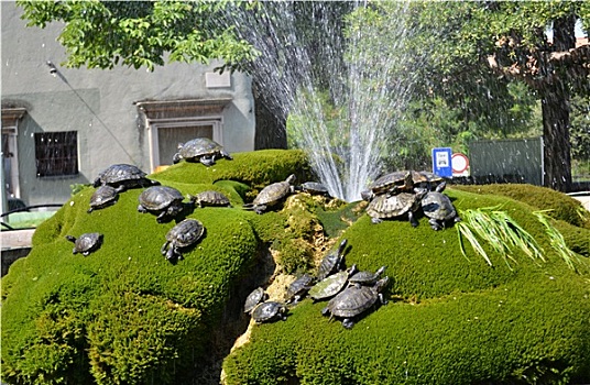 喷泉,水,龟