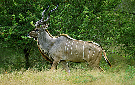大捻角羚,雄性,站立,克留格尔公园,南非