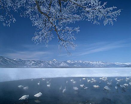霜,树,湖