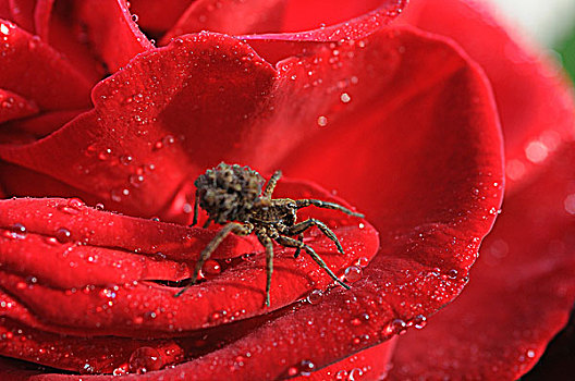 蜘蛛,背影,玫瑰