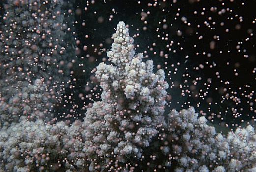 生物群,捆,大量,珊瑚,产卵,相互,礁石,西澳大利亚