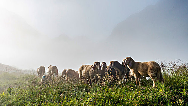 绵羊,草地,斯拉德明,陶安,施蒂里亚,奥地利,欧洲