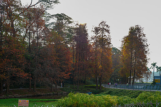 羊城广州天河公园冬天美丽的水杉