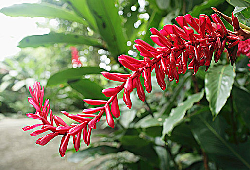 红色,哥斯达黎加,丛林,花