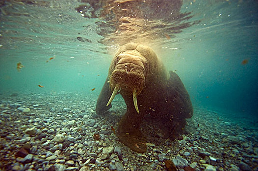 挪威,斯匹次卑尔根岛,海象,好奇,雄性动物,水下